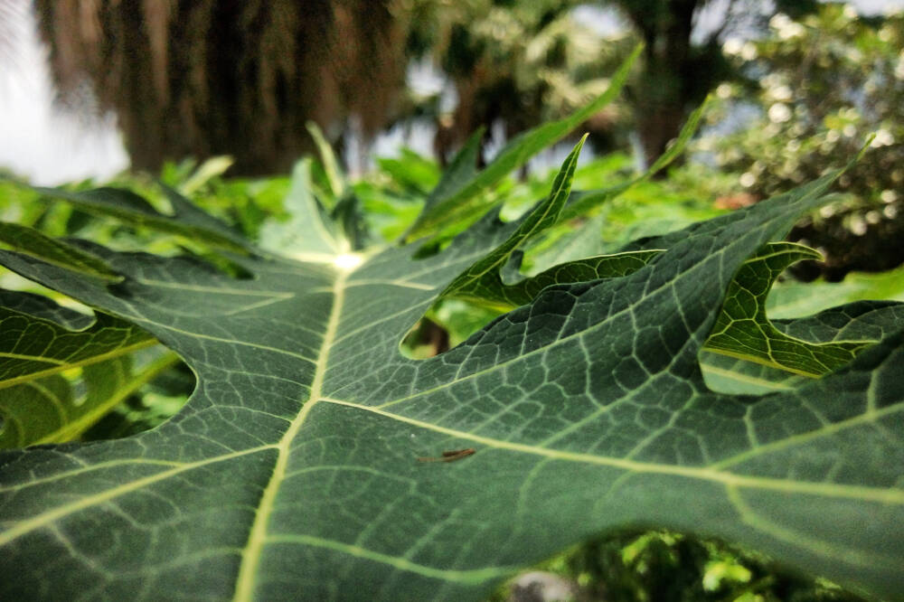 Lifestyle Hacks to Tackle Dengue