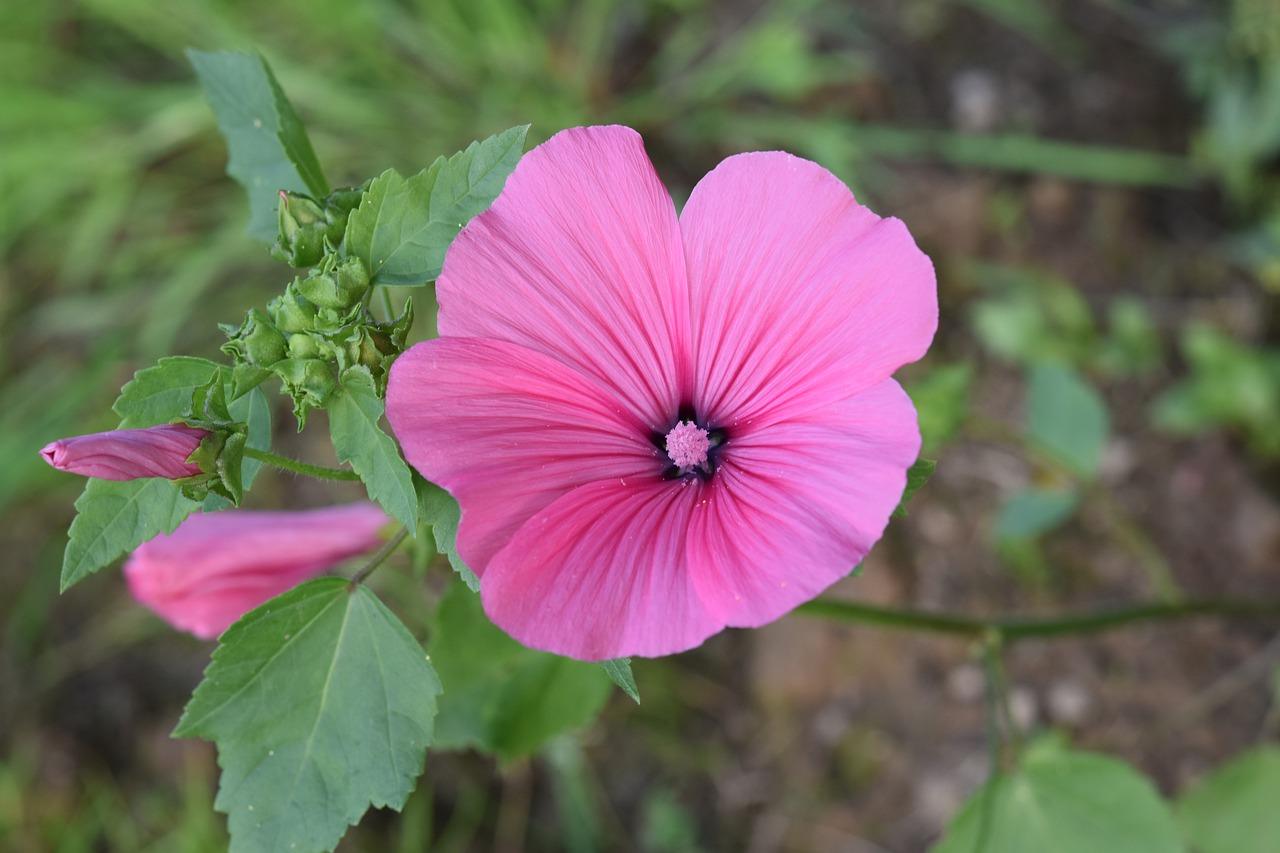 How To Make Hibiscus Hair Oil At Home
