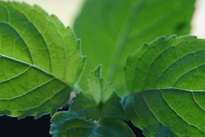 tulsi health benefits herbs