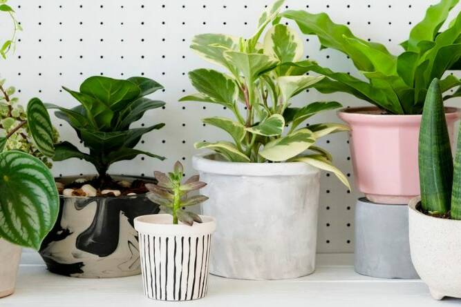 indoor plants air quality oxygen-2