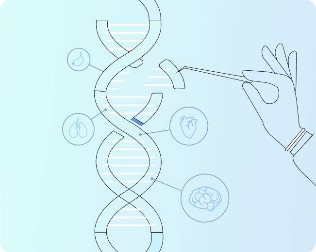 DNA Repair - Illustration