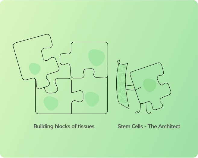 Stem Cell Regeneration - Illustration