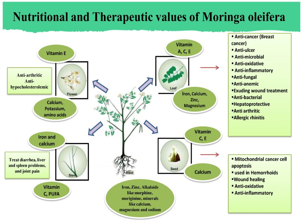 Moringa Benefits for Women: Iron, Hormones, Pregnancy, Lactation, and More moringa benefits for women