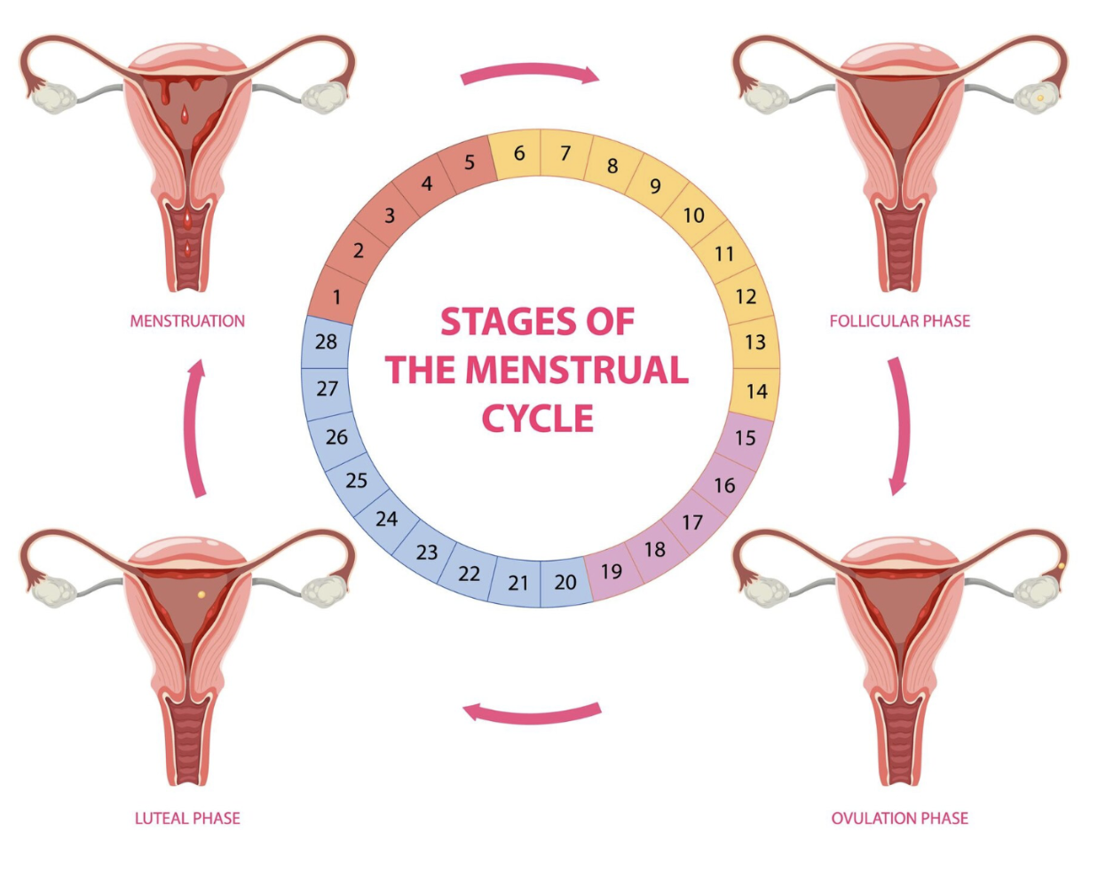 The Truth About Exercise During Periods: How to Move With (Not Against) Your Cycle The Truth About Exercise During Periods: How to Move With (Not Against) Your Cycle