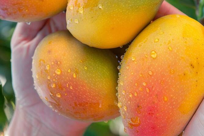 mango, mango nutrition, mango health benefits