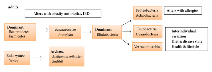 gut health improvement