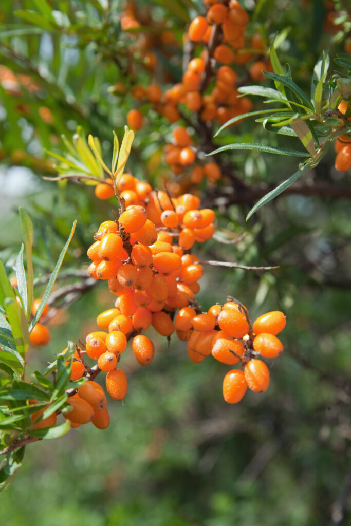 Superfood sea buckthorn berries