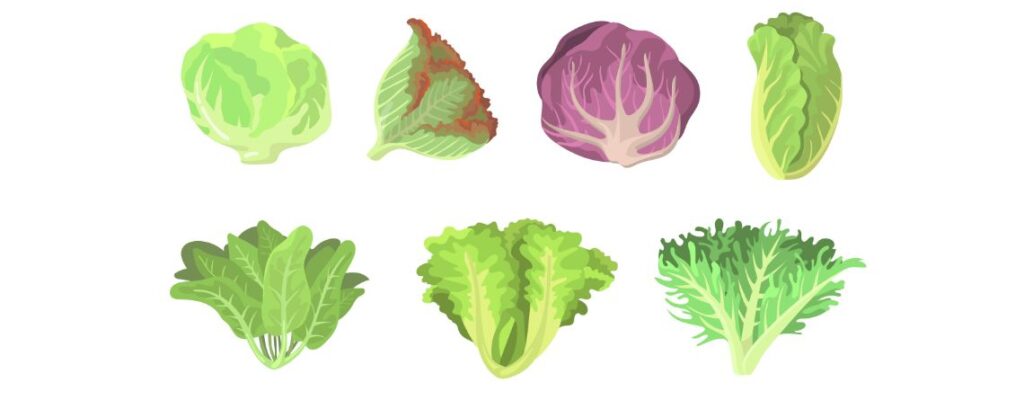 cabbage nutrition information, cabbage recipe, health benefits of cabbage, vitamin in cabbage