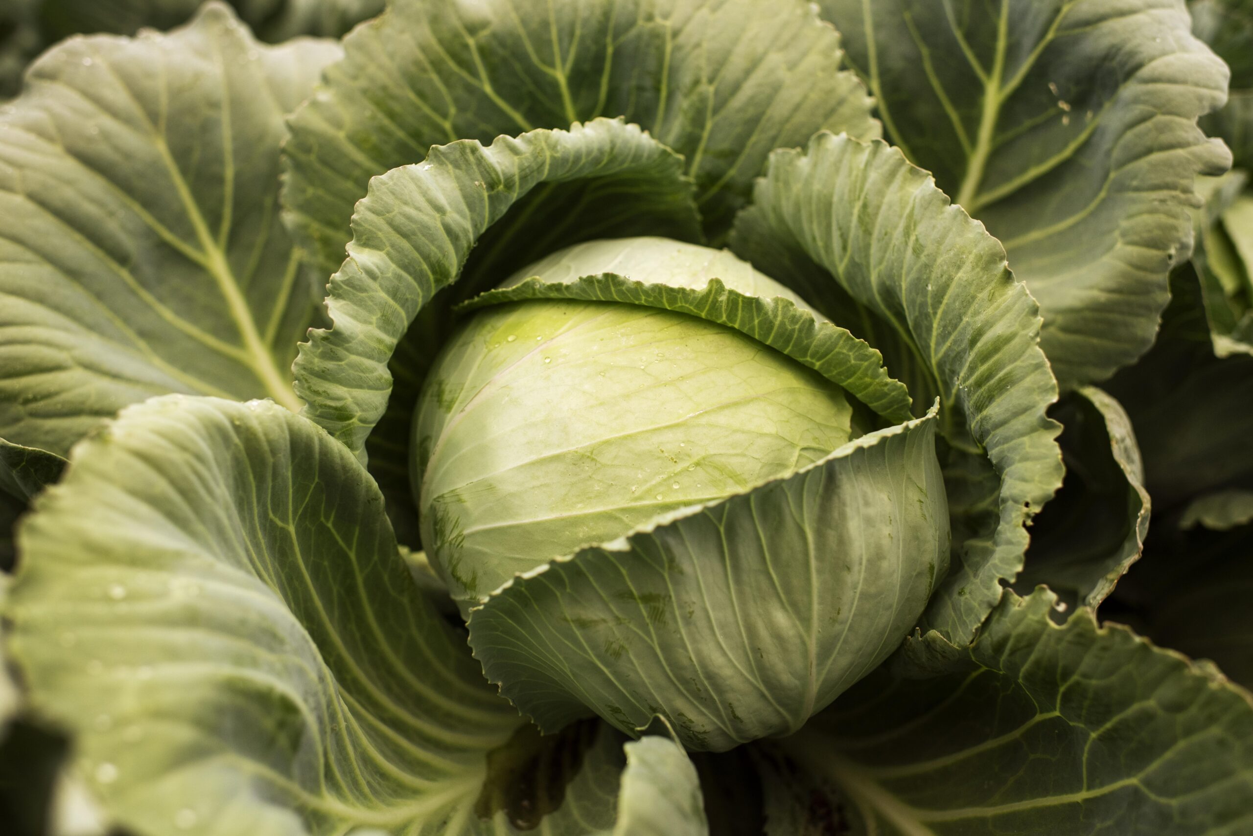 From Sabzi to Sauerkraut: Why Cabbage Deserves a Spot in Your Kitchen cabbage nutrition information, cabbage recipe, health benefits of cabbage, vitamin in cabbage