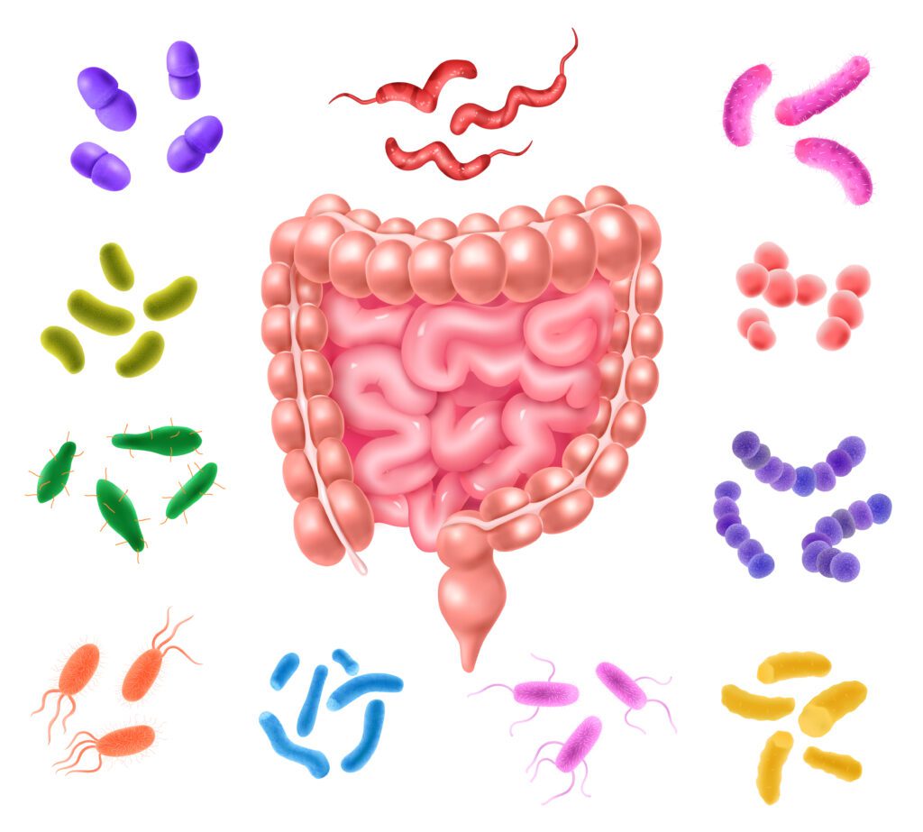 The Truth Behind Gut Microbiome Testing Exposed: Is It Powerful or a Scam? Gut microbiome diagram showing digestive health
