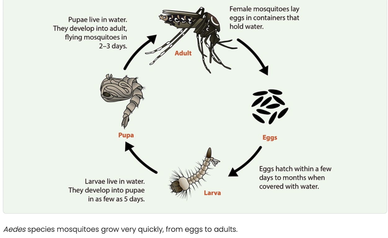 Dengue in India: 49,573 Cases Reported This Year—How Safe Are You? Dengue symptoms to watch for