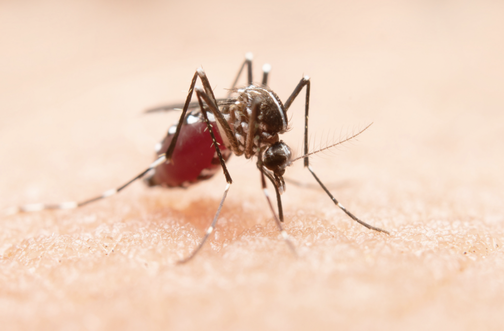 Dengue in India: 49,573 Cases Reported This Year—How Safe Are You? Dengue symptoms prevention guide