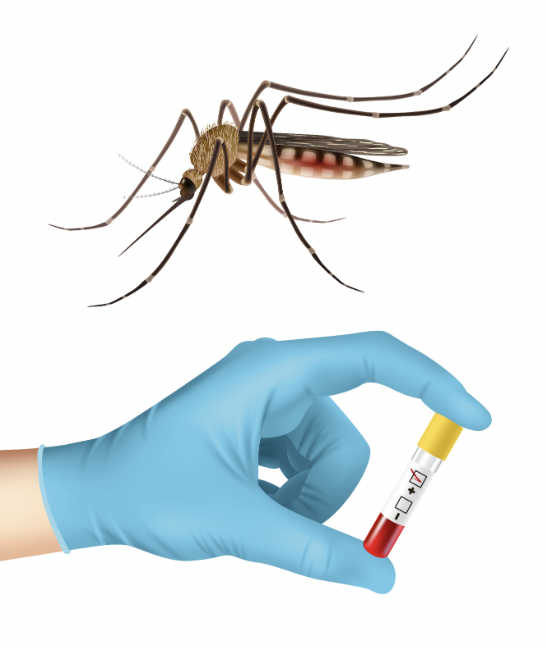 Dengue in India: 49,573 Cases Reported This Year—How Safe Are You? Dengue symptoms and recovery tips