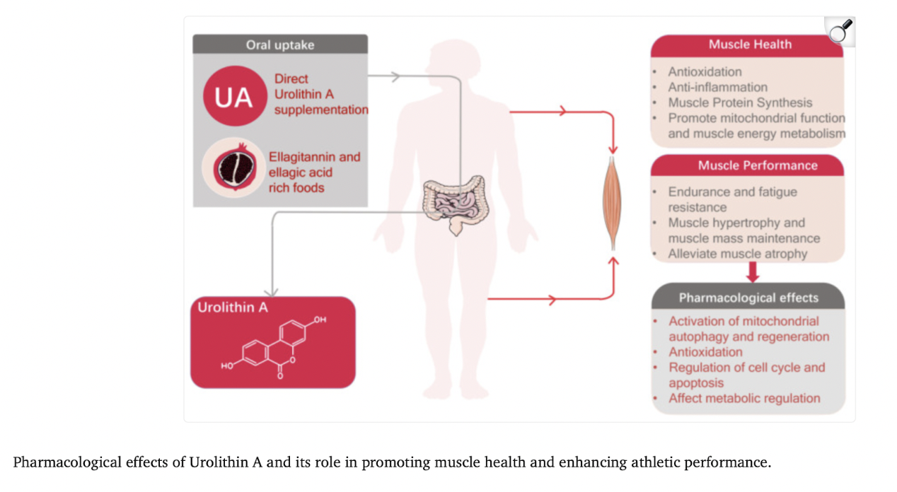 This Gut-Derived Compound Could Be the Key to Living Longer and Stronger Illustration of urolithin A benefits for healthy aging