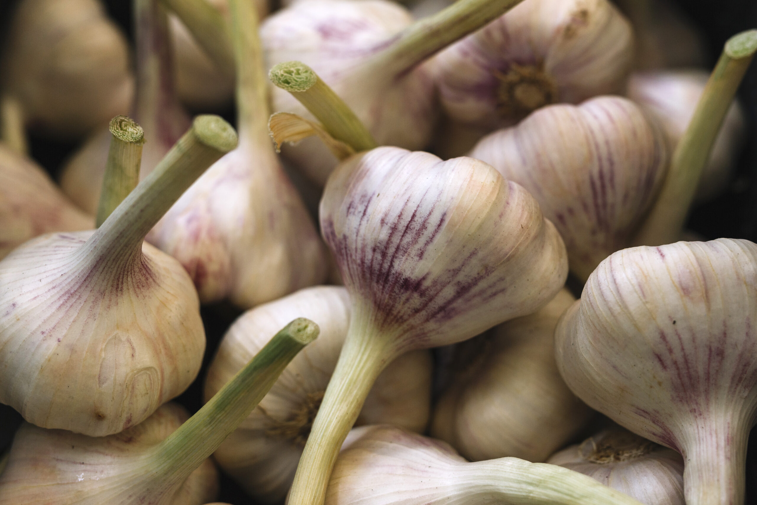Cloves of garlic showing natural health benefits