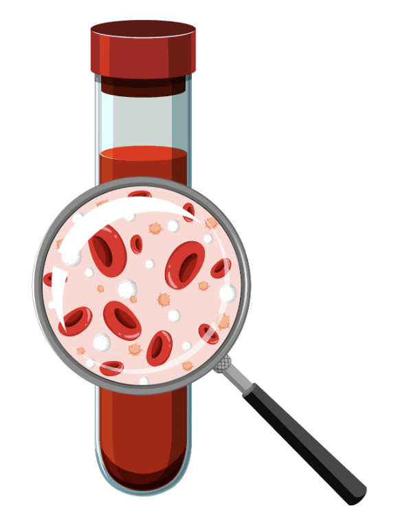 Assortment of blood increase food rich in iron and nutrients