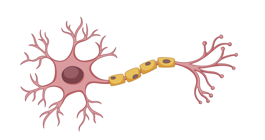 What If Multiple Sclerosis Begins Long Before the Symptoms Do? multiple sclerosis cause and management strategies