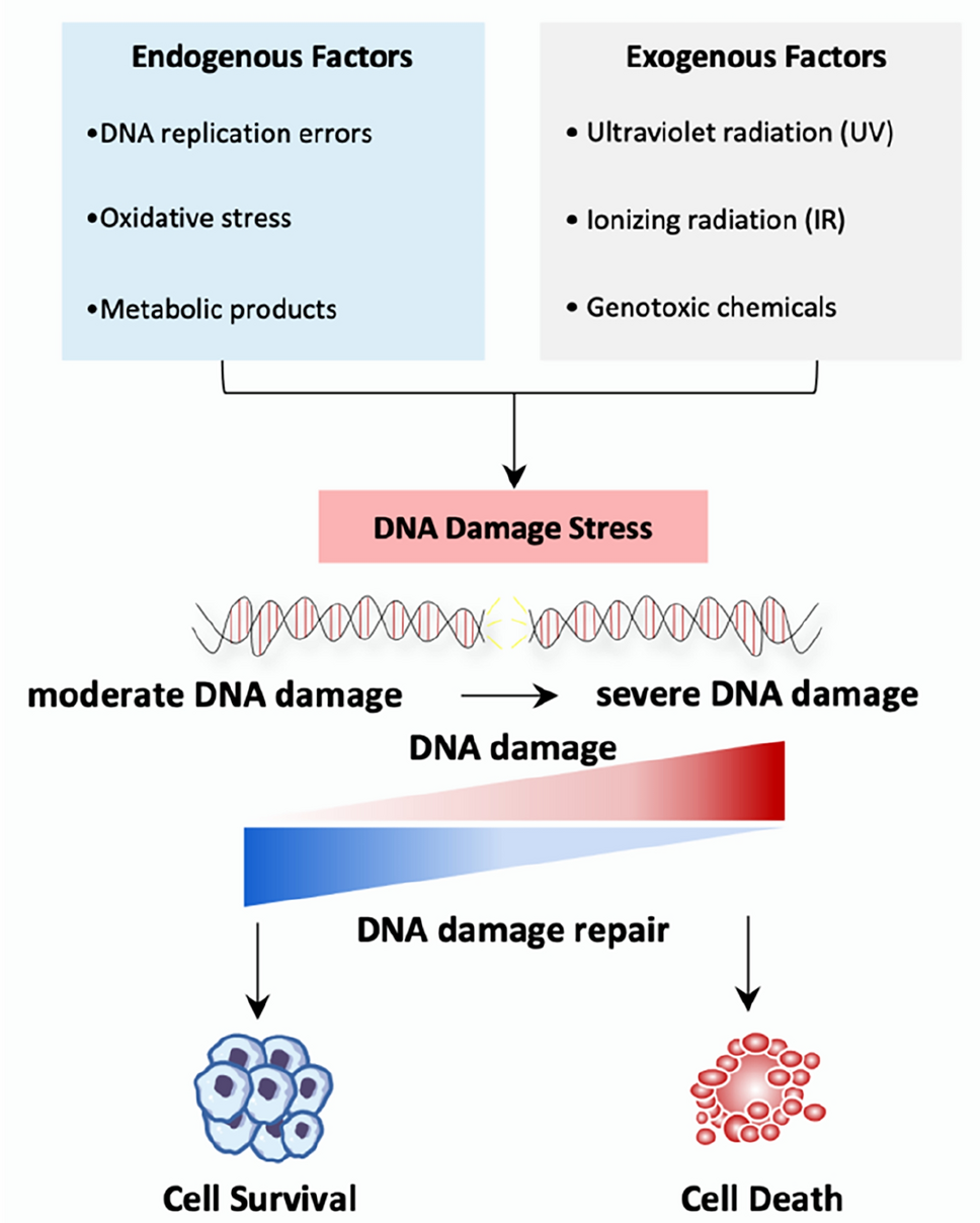The 95% Truth About Cancer: What No One Is Telling You About Prevention How to Prevent Cancer by Understanding Its Causes