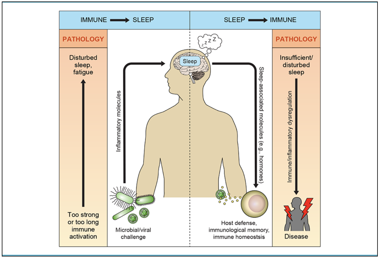 normal level of IgE maintained with diet and probiotics