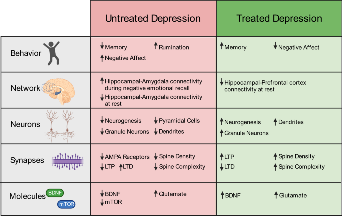 neurogenesis adult