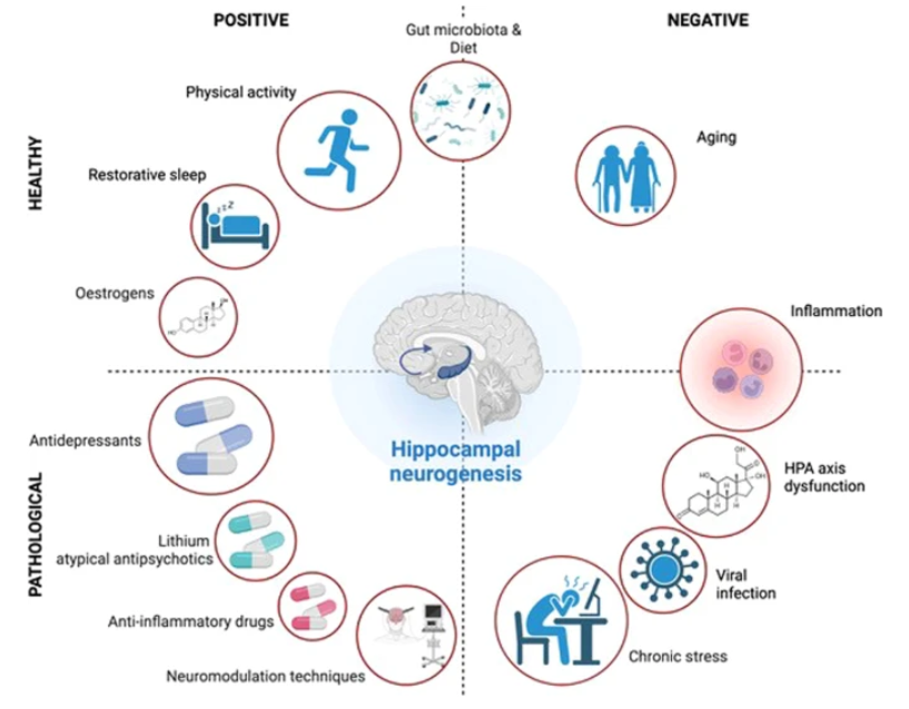 brain cell regeneration 