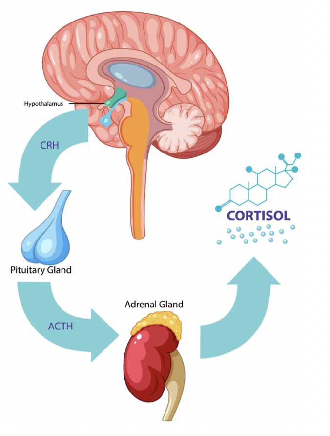 Gut Feeling or Overthinking? Neuroscience Finally Explains the Difference Stop Ignoring Your Gut: Science Explains Why It’s Usually Right