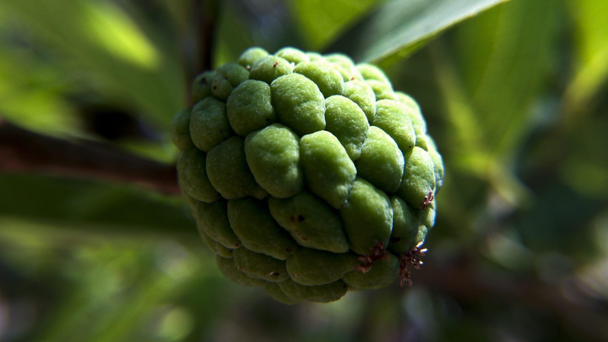 Love Custard Apple? Here’s How to Eat Sitaphal for Maximum Benefits custard apple benefits, custard apple side effects, uses of custard apple, custard apple benefits for skin, custard apple benefits in pregnancy