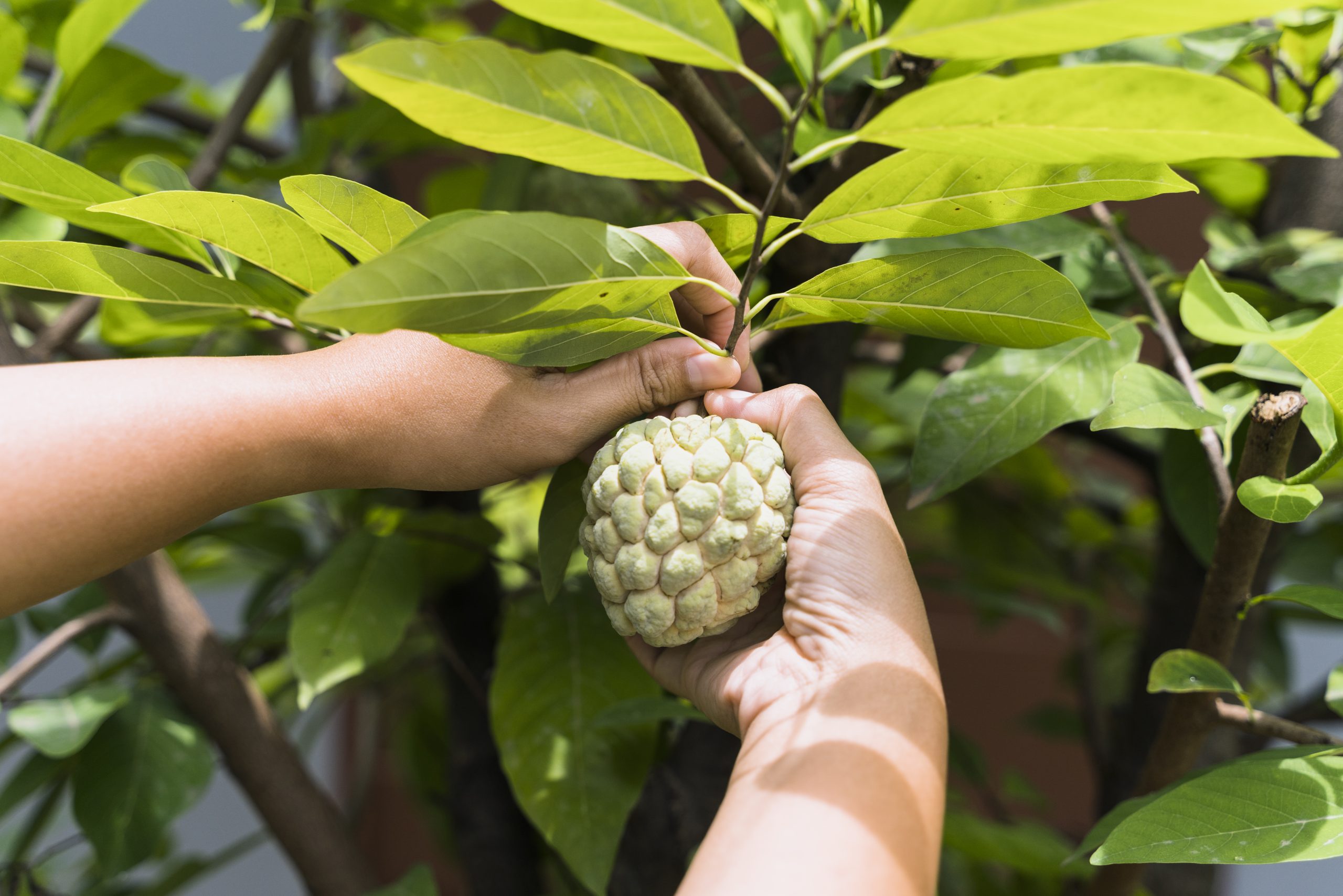 Love Custard Apple? Here’s How to Eat Sitaphal for Maximum Benefits custard apple benefits, custard apple side effects, uses of custard apple, custard apple benefits for skin, custard apple benefits in pregnancy