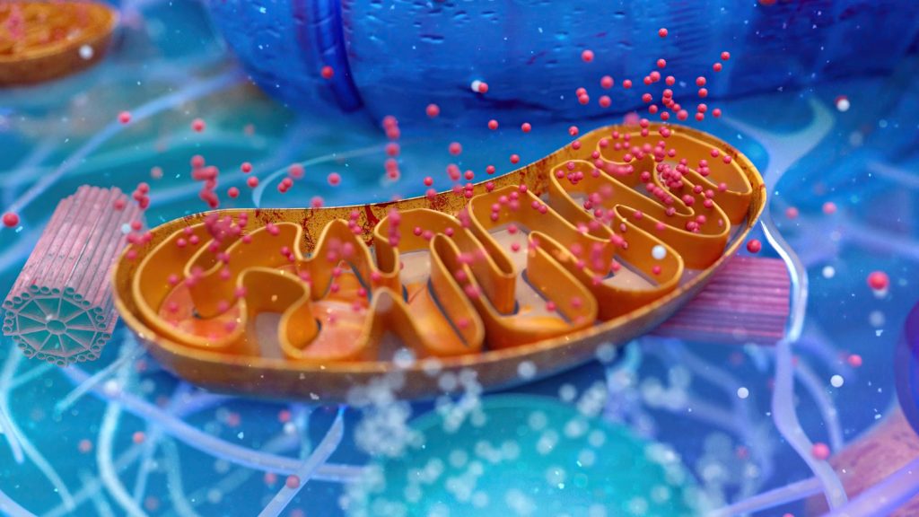 The Science of Mitochondrial Health: Where True Longevity Begins