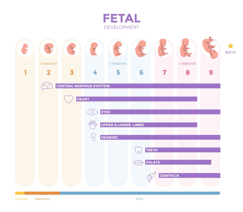 From Conception to Cradle: A Foundational Medicine Guide to Fertility & Pregnancy hormonal balance for pregnancy