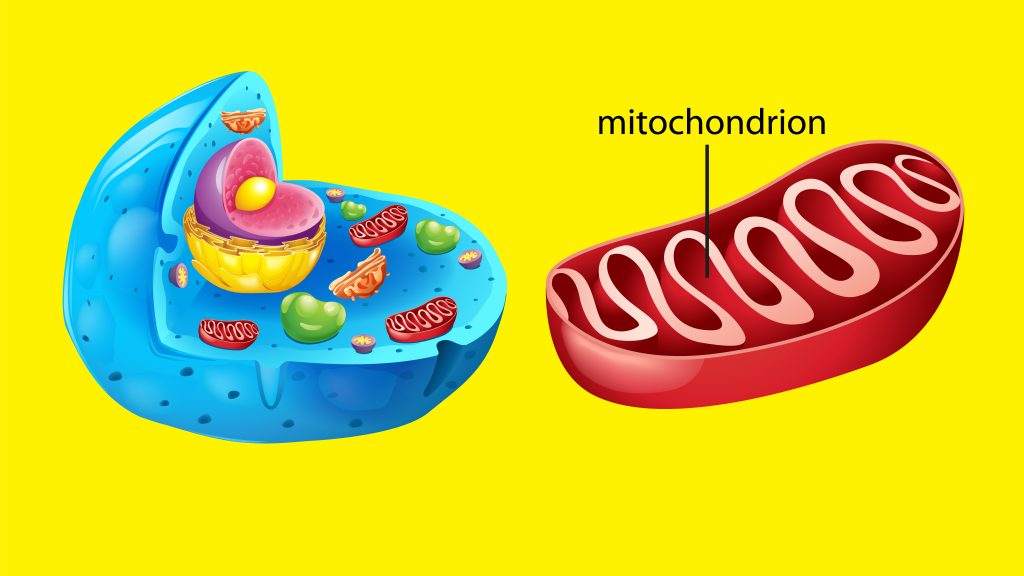 The Science of Mitochondrial Health: Where True Longevity Begins mitochondria and longevity