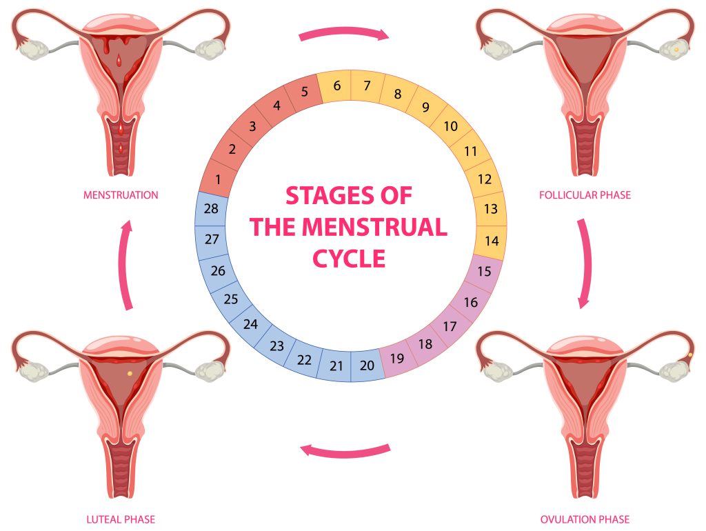 menstrual cycle phases