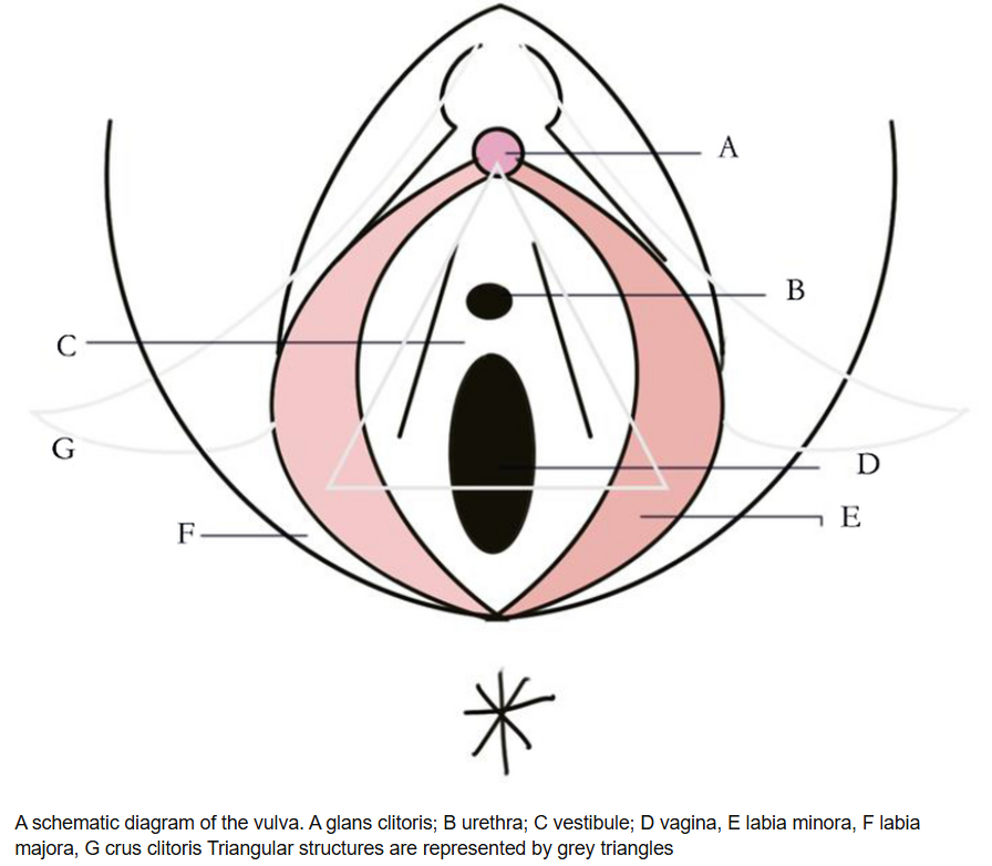 clitoris and female pleasure