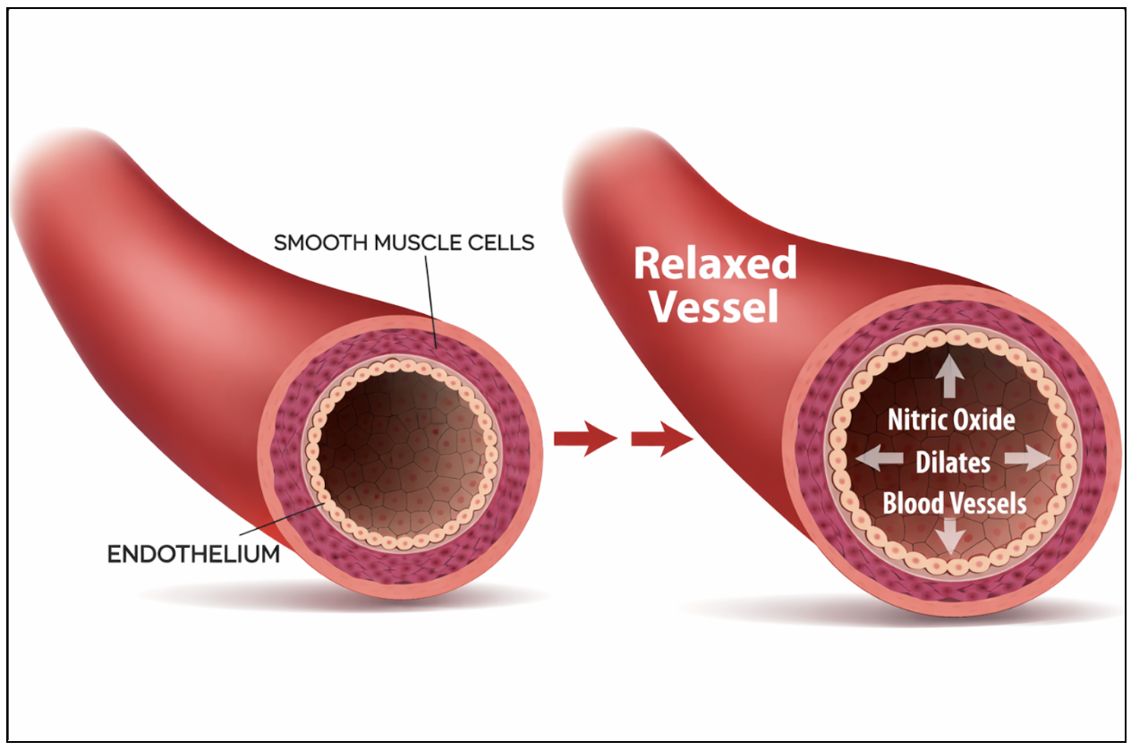 This Molecule Decides How Well Your Body Heals, Recovers and Ages Nitric Oxide Decides How Well Your Body Heals, Recovers and Ages