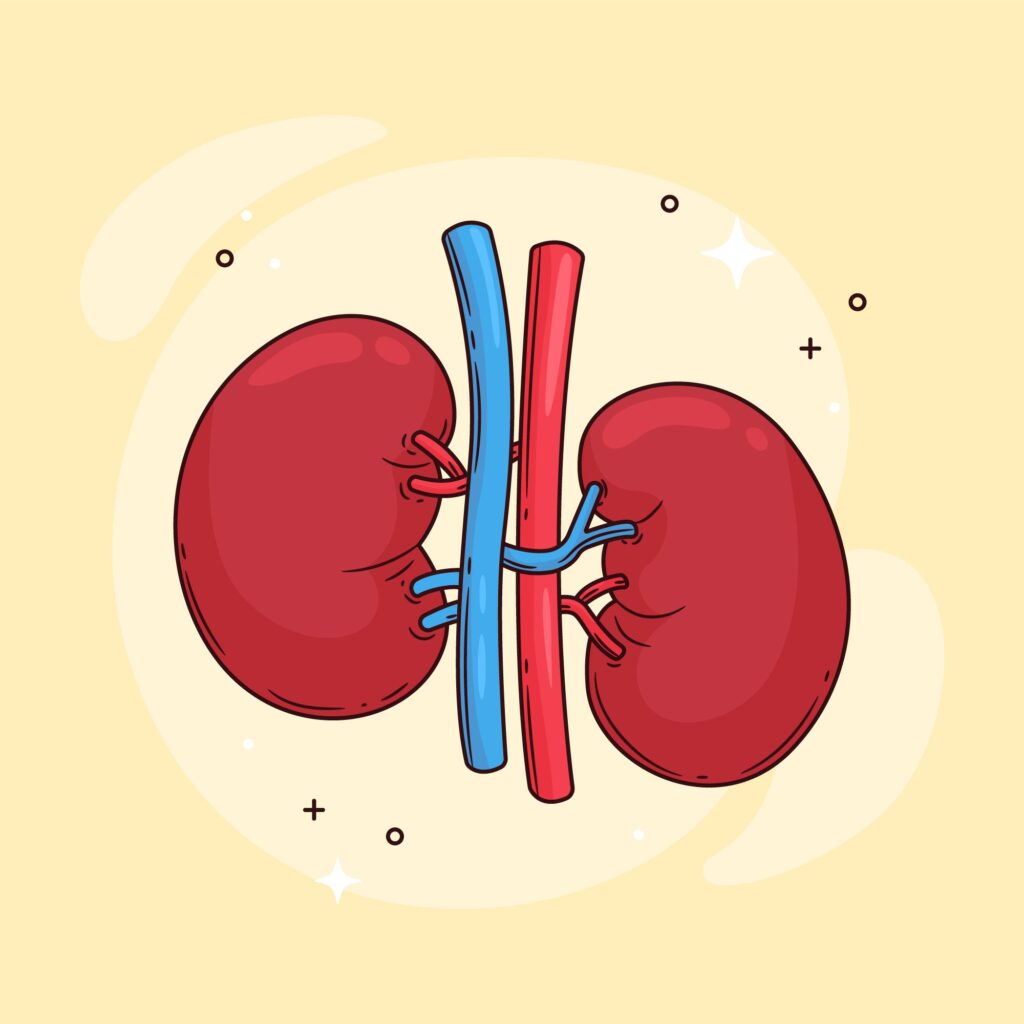 Kidney care habits for daily wellness|kidney care|kidney care|kidney care|how to boost kidney function naturally|how to boost kidney function naturally and cleanse kidneys|kidney care