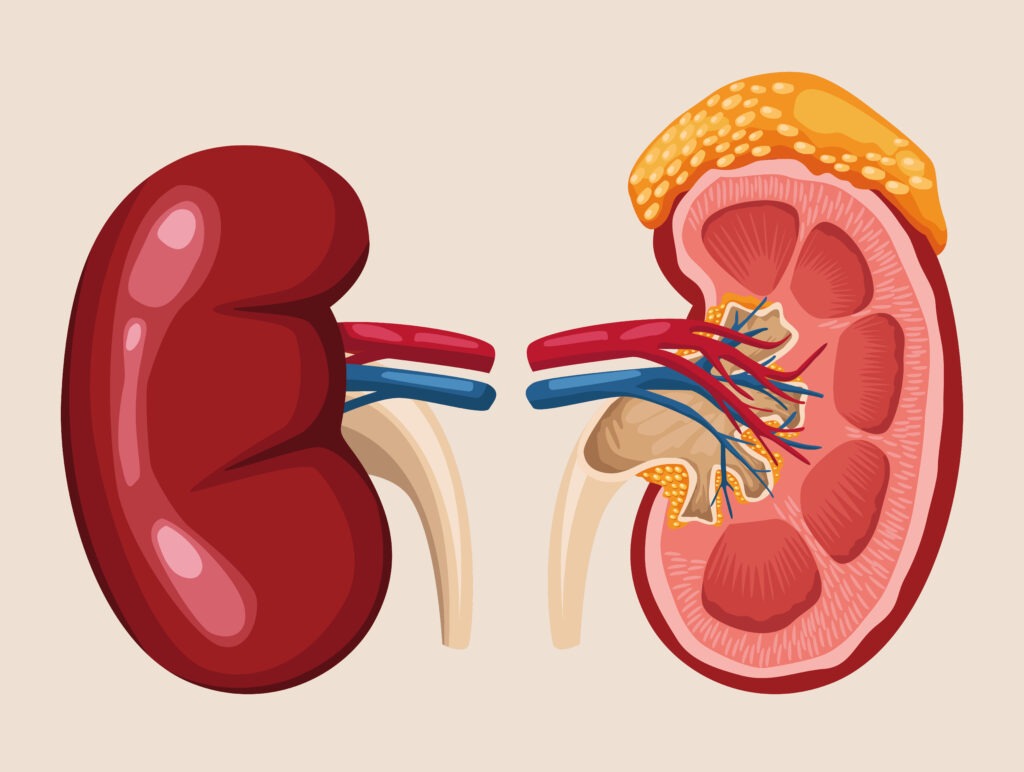 How to Boost Kidney Function Naturally & Cleanse: Your Holistic Approach to Kidney Care kidney care