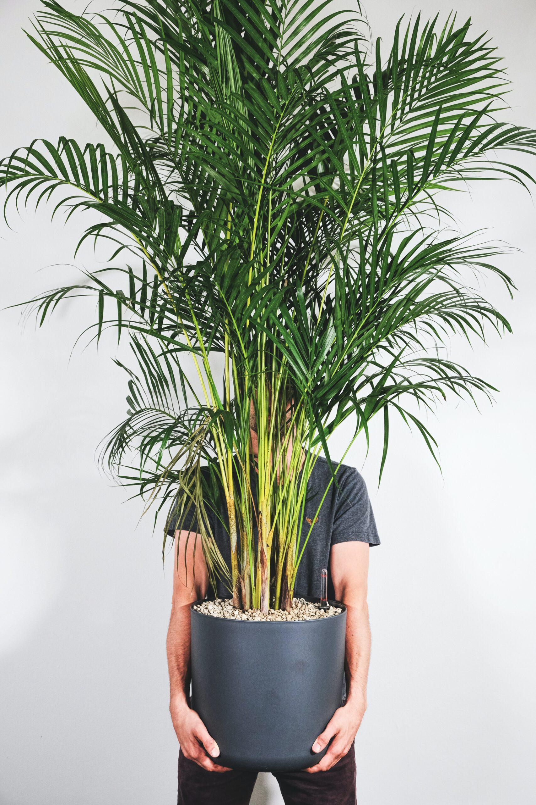 indoor-plants-air-quality