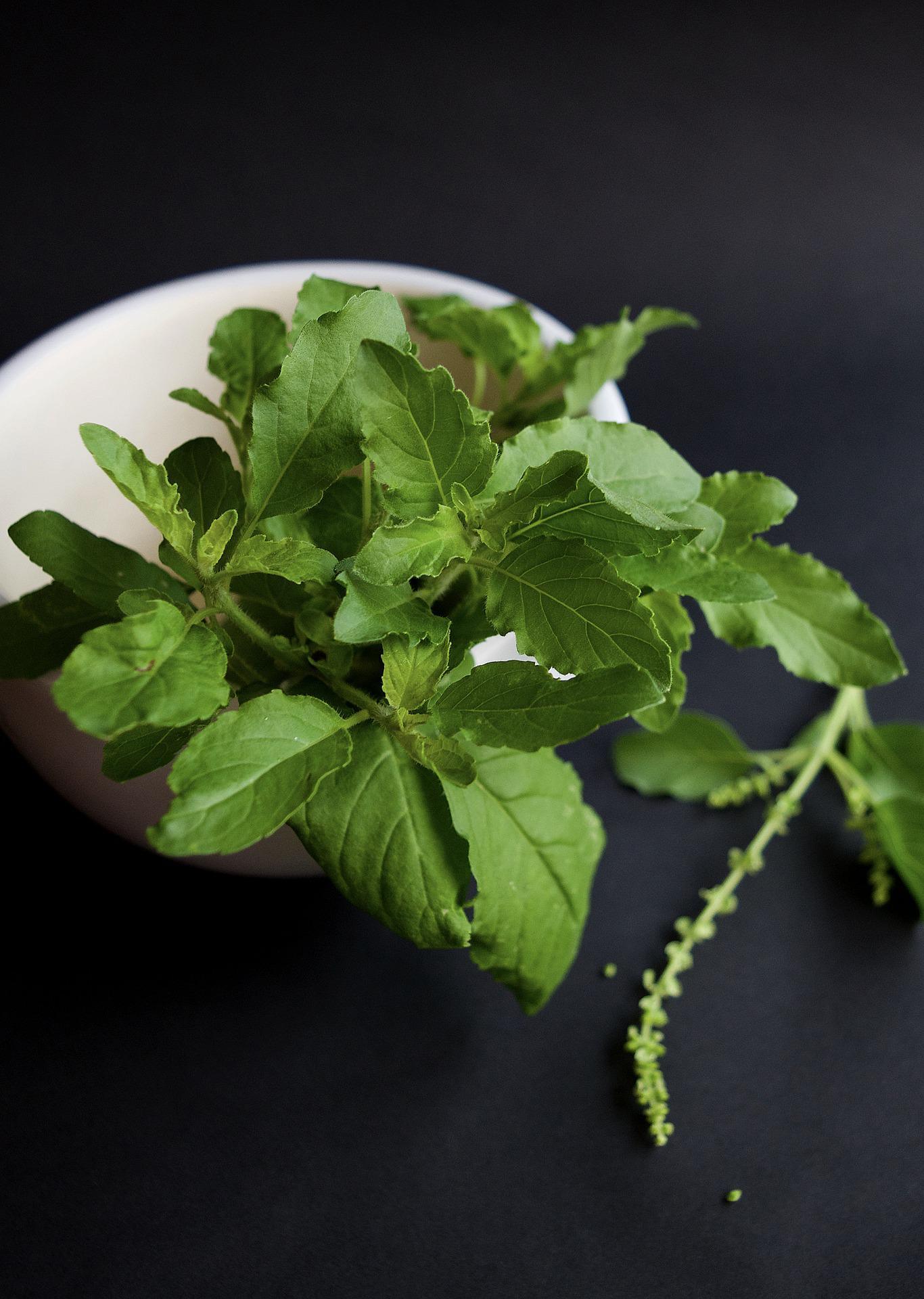 tulsi-health-benefits