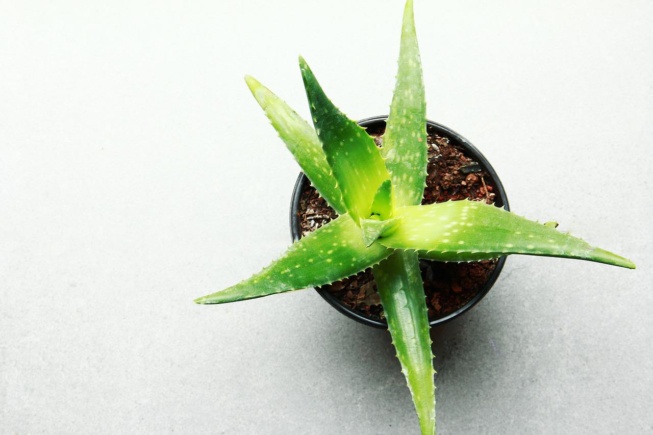 indoor-plants-air-quality