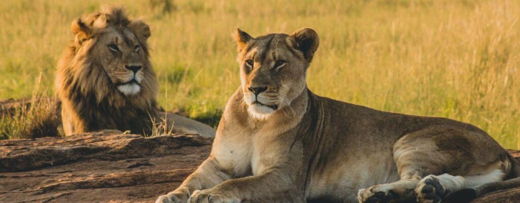 Lessons From the Wild and the Animal Kingdom We Can All Learn|Lessons From the Wild and the Animal Kingdom We Can All Learn