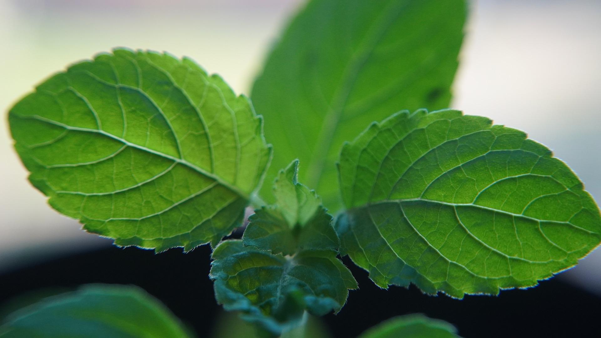 tulsi-health-benefits