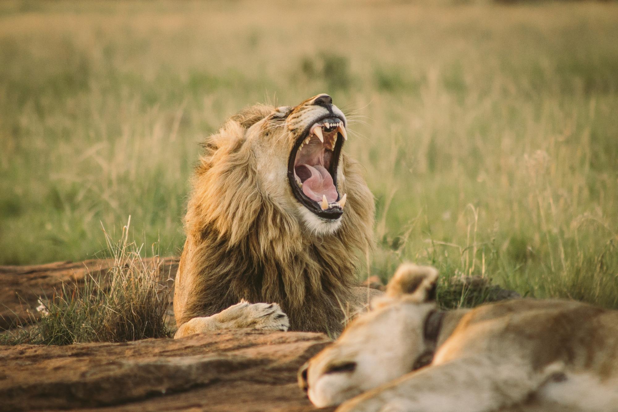 Lessons From the Wild and the Animal Kingdom We Can All Learn Lessons From the Wild and the Animal Kingdom We Can All Learn