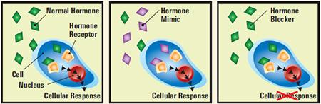 cosmetic-shopping-guide-hormone