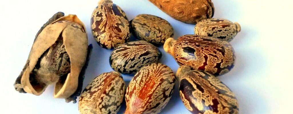 castor oil benefits skin hair gut|castor oil benefits|castor oil benefits|castor oil benefits|castor oil benefits|castor oil benefits|castor oil benefits|castor oil benefits|castor oil benefits|castor oil benefits|castor oil benefits|