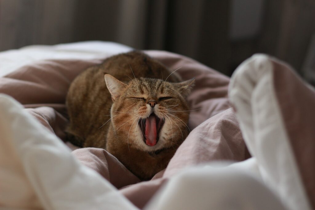 Mouth Taping: 3 Ways This Simple Practice Transforms Deep Sleep!