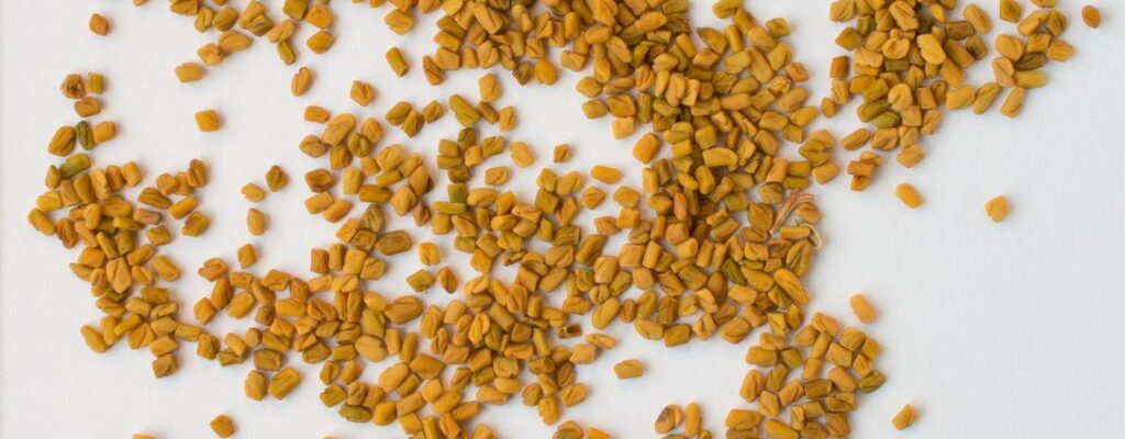 fenugreek-seeds-methi-benefits||fenugreek-seeds-methi-benefits|fenugreek-seeds-methi-benefits|fenugreek-seeds-methi-benefits|fenugreek-seeds-methi-benefits|fenugreek-seeds-methi-benefits|fenugreek-seeds-methi-benefits|fenugreek-seeds-methi-benefits|fenugreek-seeds-methi-benefits|fenugreek-seeds-methi-benefits|fenugreek-seeds-methi-benefits|fenugreek-seeds-methi-benefits|fenugreek-seeds-methi-benefits