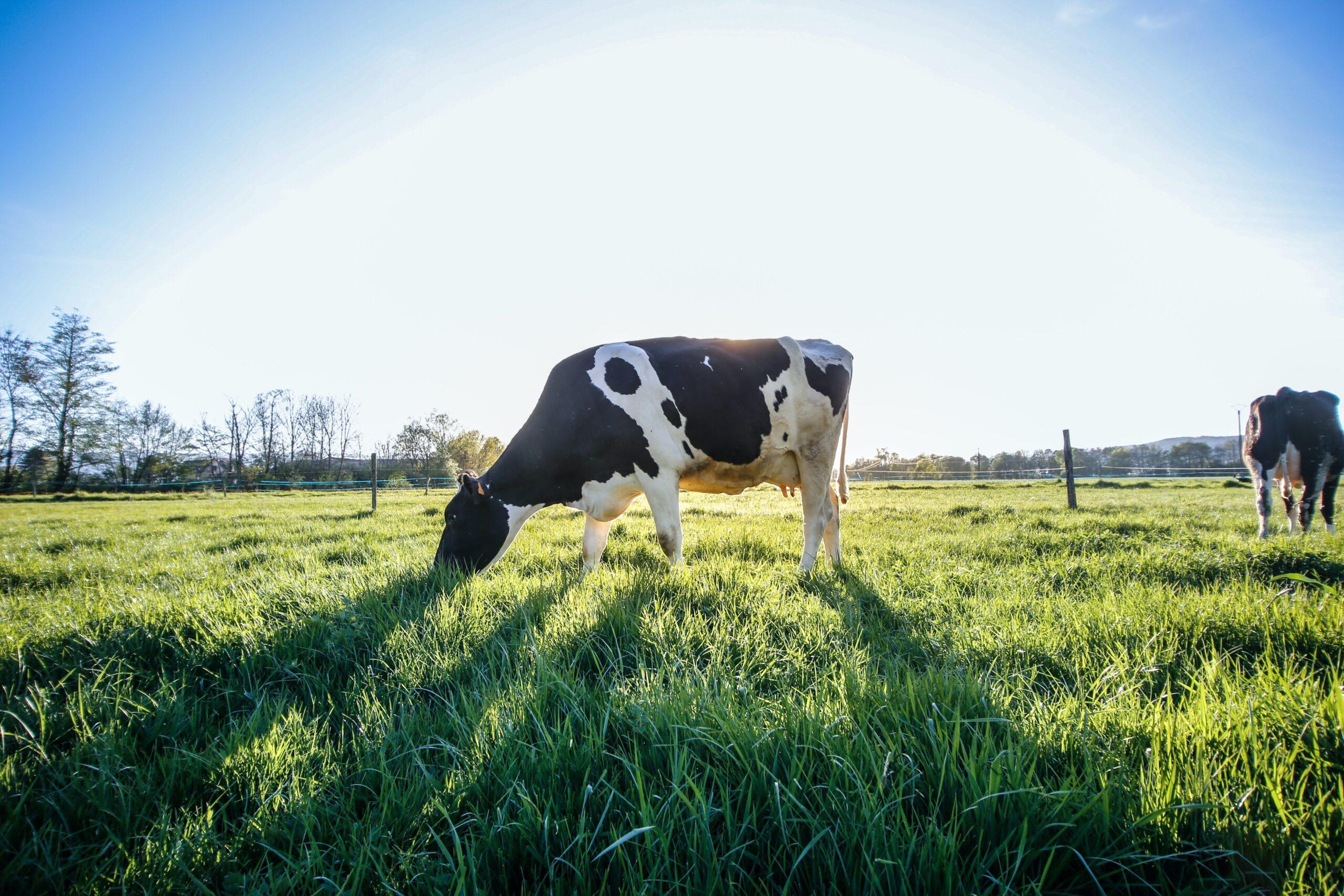 is-milk-good-or-bad-for-you