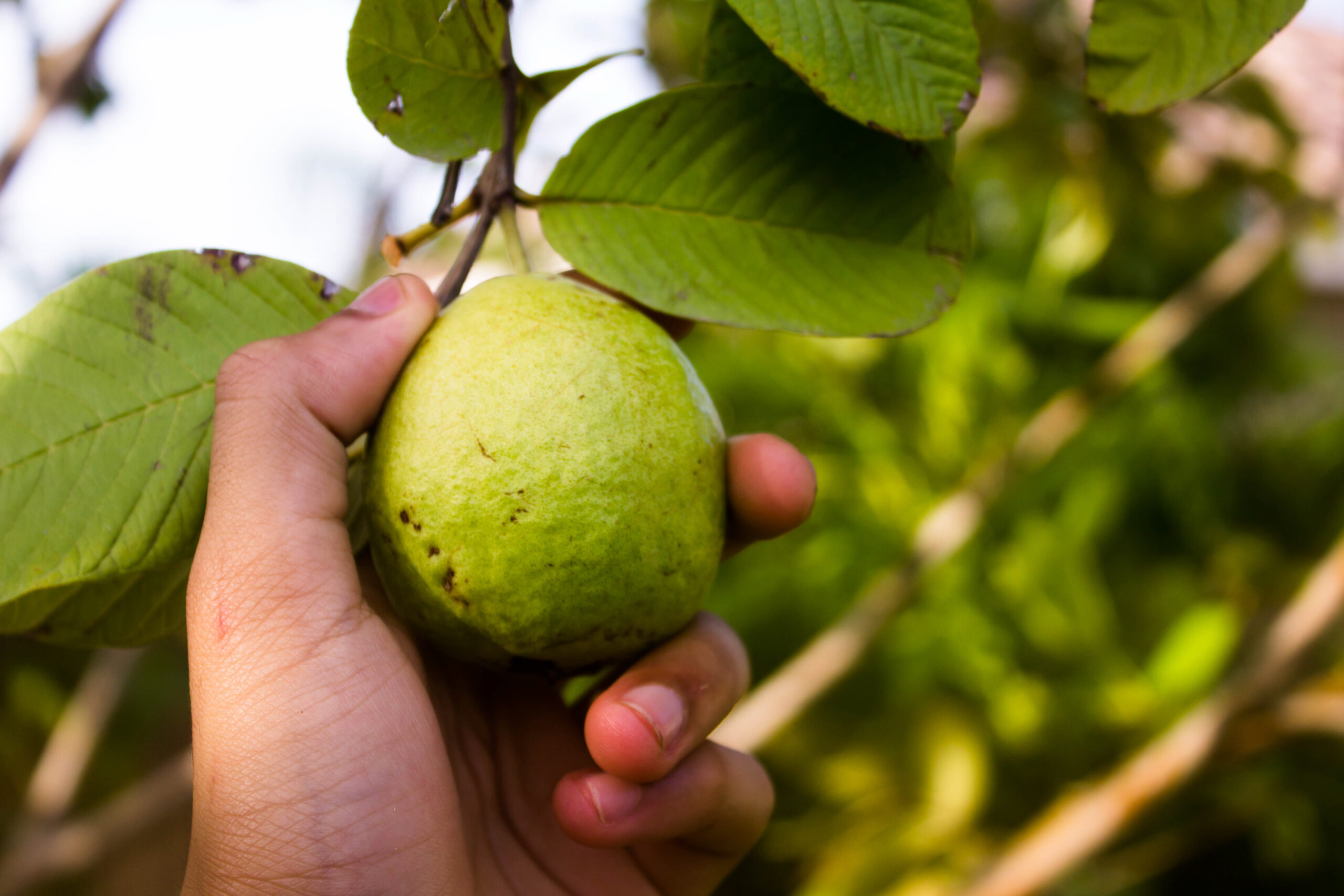 This Vitamin C-Packed Fruit is Good for Skin, Immunity, Cancer, and More guava-skin-immunity-cancer