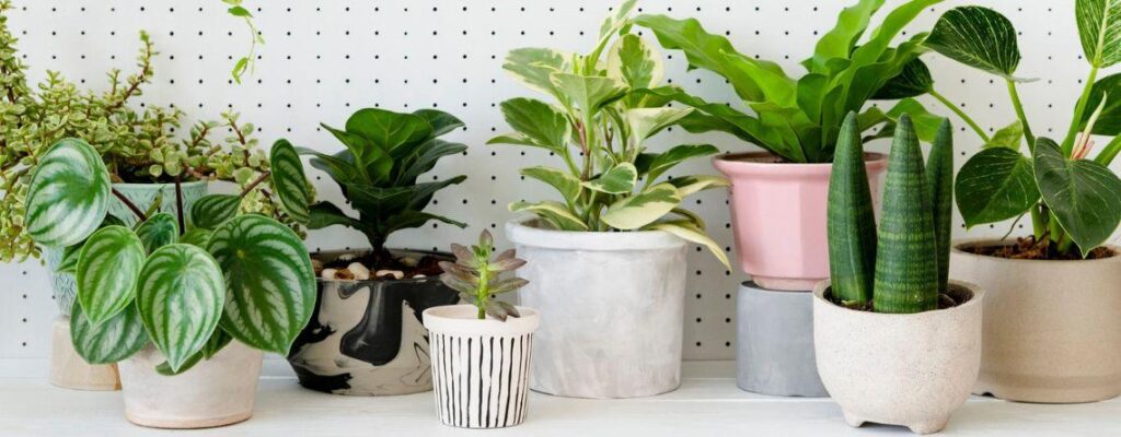 indoor plants air quality oxygen-2|||indoor-plants-air-quality||indoor-plants-air-quality|indoor-plants-air-quality|indoor-plants-air-quality|indoor-plants-air-quality||indoor-plants-air-quality|indoor-plants-air-quality||indoor plants air quality oxygen|indoor plants air quality oxygen