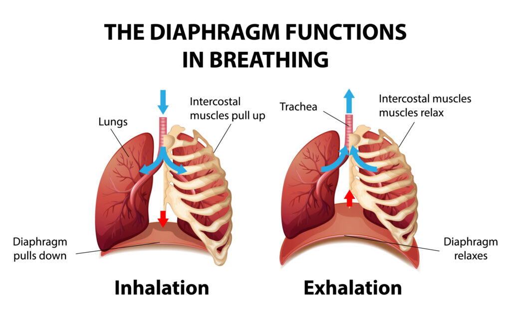 Illustration of diaphragm for breathing in the human body